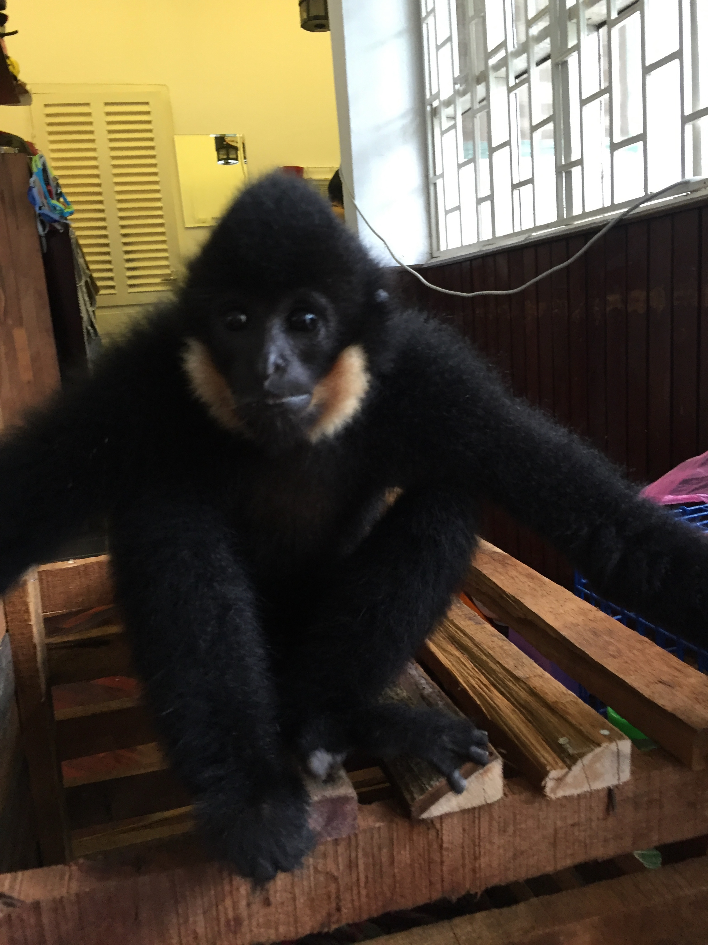 Boy the gibbon as a baby, August 12 2016, Vientiane Laos