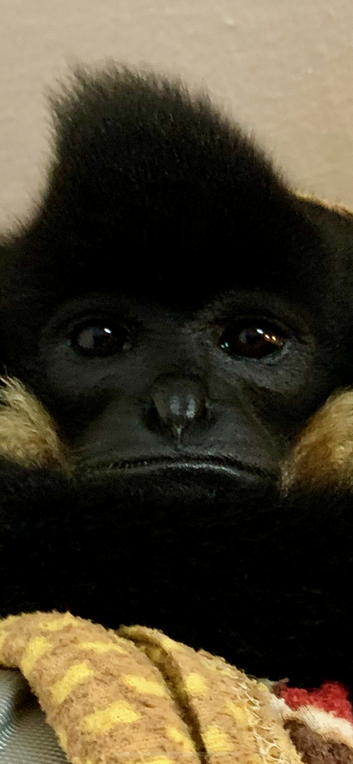 Close-up portrait of Boy the yellow-cheeked gibbon, November 2021